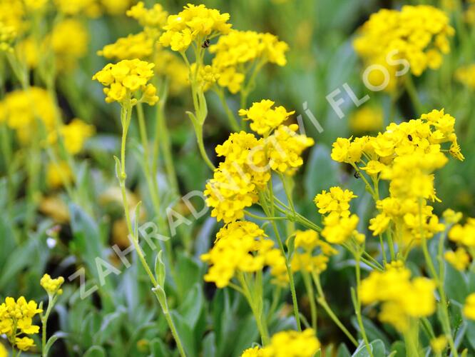 Tařice skalní 'Sulphureum' - Alyssum saxatile 'Sulphureum'