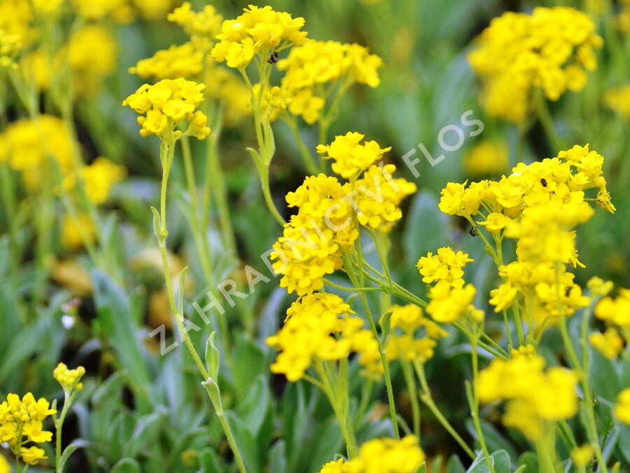 Tařice skalní 'Sulphureum' - Alyssum saxatile 'Sulphureum'