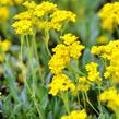 Tařice skalní 'Sulphureum' - Alyssum saxatile 'Sulphureum'