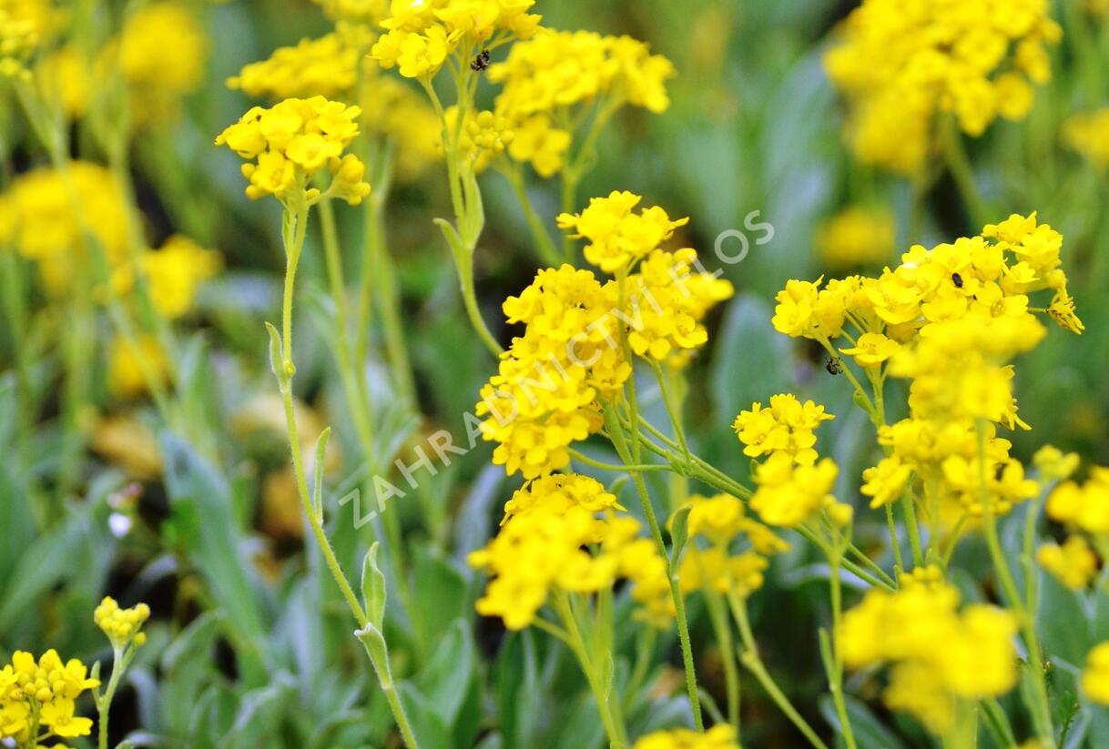Tařice skalní 'Sulphureum' - Alyssum saxatile 'Sulphureum'