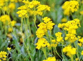 Tařice skalní 'Sulphureum' - Alyssum saxatile 'Sulphureum'