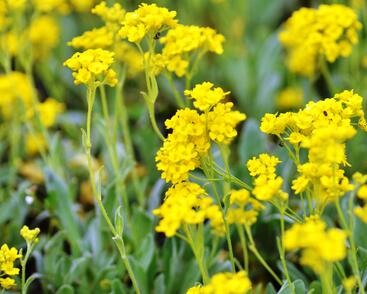 Tařice skalní 'Sulphureum'