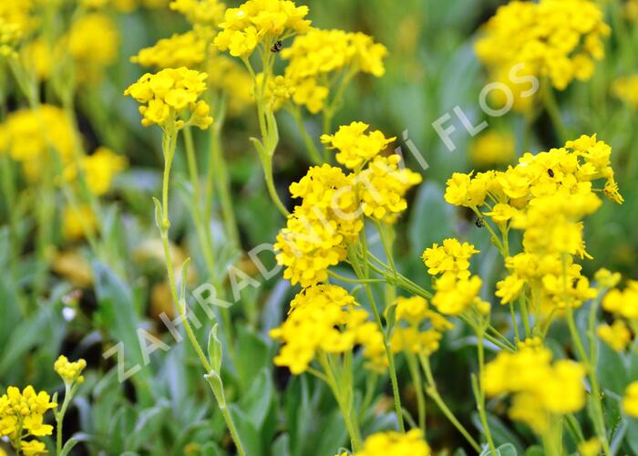 Tařice skalní 'Sulphureum' - Alyssum saxatile 'Sulphureum'