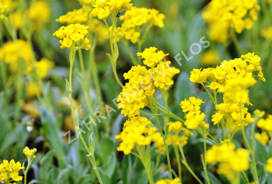 Tařice skalní 'Sulphureum' - Alyssum saxatile 'Sulphureum'
