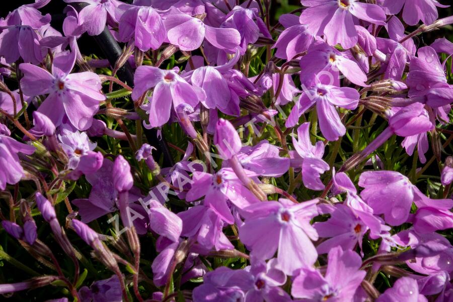 Plamenka šídlovitá 'Linners Traum' - Phlox subulata 'Linners Traum'