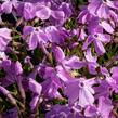 Plamenka šídlovitá 'Linners Traum' - Phlox subulata 'Linners Traum'