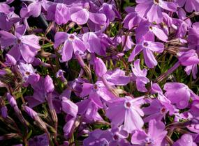 Plamenka šídlovitá 'Linners Traum' - Phlox subulata 'Linners Traum'