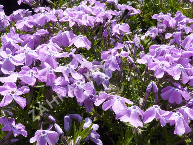 Plamenka šídlovitá 'Linners Traum' - Phlox subulata 'Linners Traum'