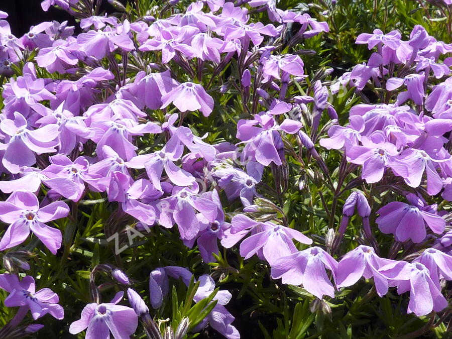 Plamenka šídlovitá 'Linners Traum' - Phlox subulata 'Linners Traum'
