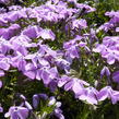 Plamenka šídlovitá 'Linners Traum' - Phlox subulata 'Linners Traum'