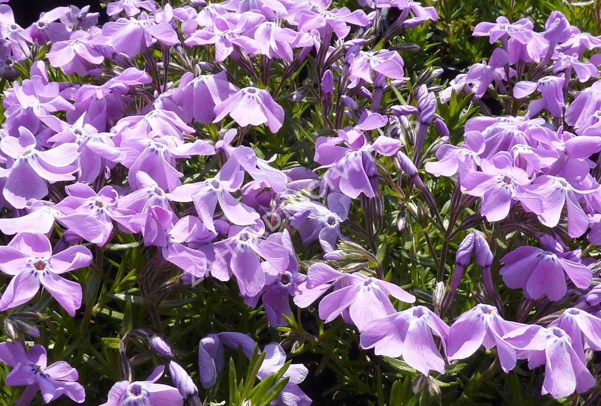 Plamenka šídlovitá 'Linners Traum' - Phlox subulata 'Linners Traum'