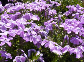 Plamenka šídlovitá 'Linners Traum' - Phlox subulata 'Linners Traum'