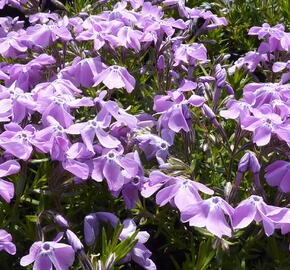 Plamenka šídlovitá 'Linners Traum' - Phlox subulata 'Linners Traum'