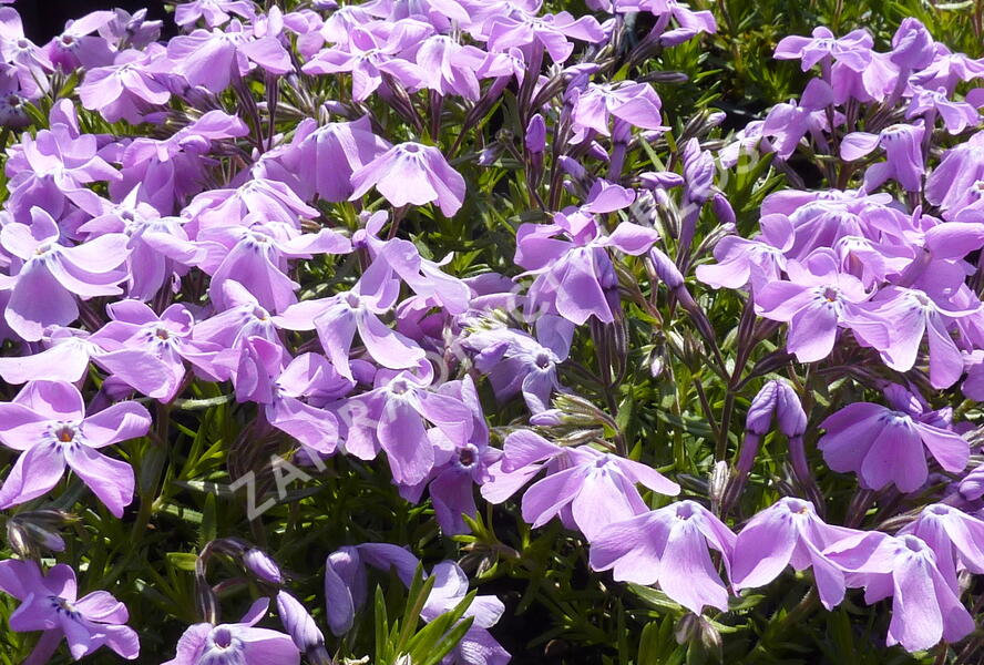 Plamenka šídlovitá 'Linners Traum' - Phlox subulata 'Linners Traum'