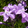 Plamenka šídlovitá 'Linners Traum' - Phlox subulata 'Linners Traum'