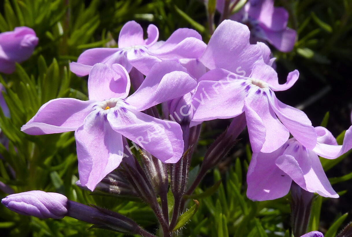 Plamenka šídlovitá 'Linners Traum' - Phlox subulata 'Linners Traum'