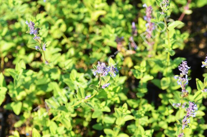 Šanta velkokvětá 'Zinser's Giant' - Nepeta grandiflora 'Zinser's Giant'
