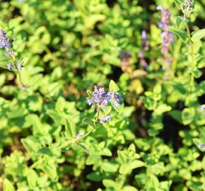 Šanta 'Zinser's Giant' - Nepeta grandiflora 'Zinser's Giant'