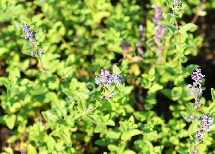 Šanta 'Zinser's Giant' - Nepeta grandiflora 'Zinser's Giant'
