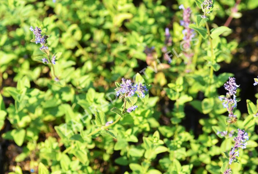 Šanta velkokvětá 'Zinser's Giant' - Nepeta grandiflora 'Zinser's Giant'