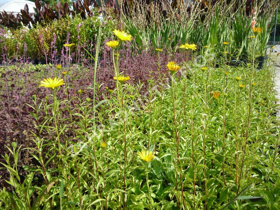 Volské oko vrbolisté 'Alpengold' - Buphthalmum salicifolium 'Alpengold'