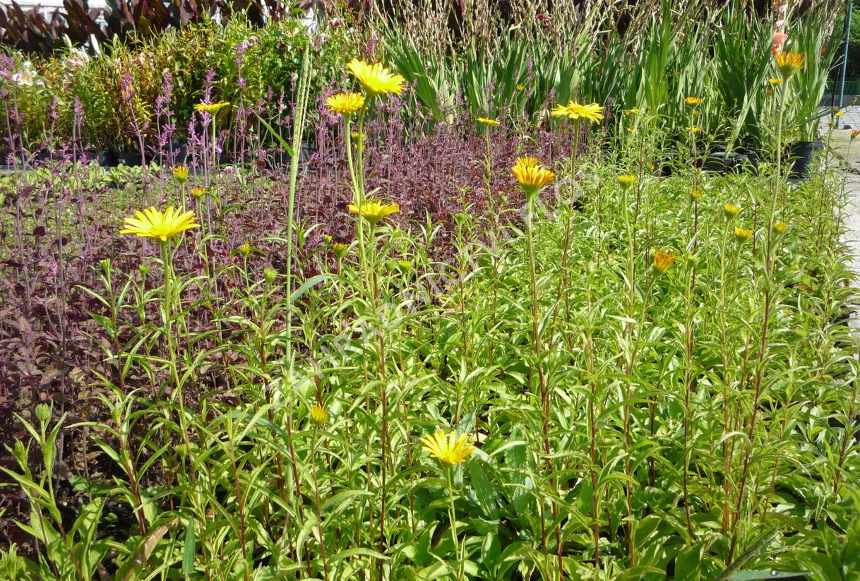 Volské oko vrbolisté 'Alpengold' - Buphthalmum salicifolium 'Alpengold'