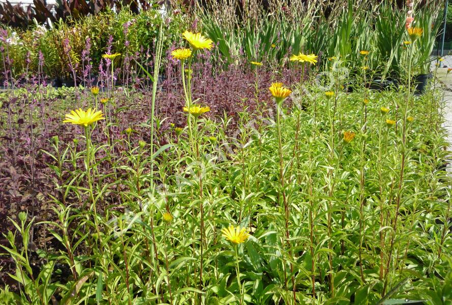 Volské oko vrbolisté 'Alpengold' - Buphthalmum salicifolium 'Alpengold'