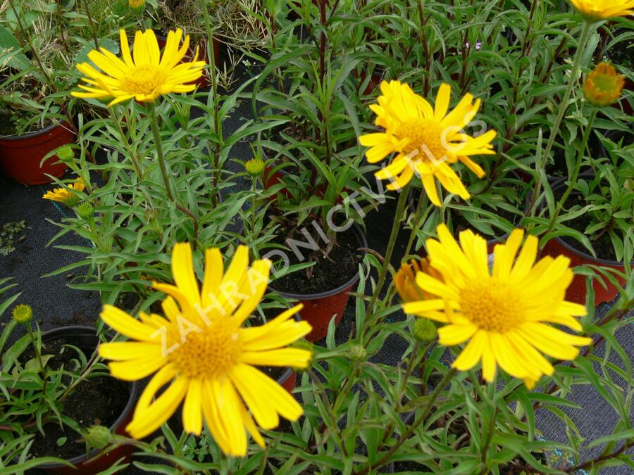 Volské oko vrbolisté 'Alpengold' - Buphthalmum salicifolium 'Alpengold'