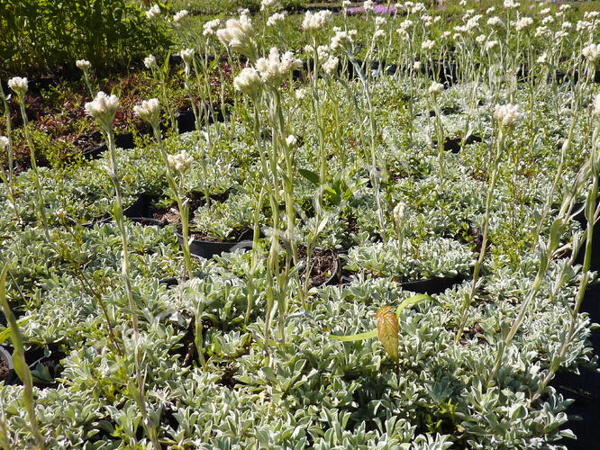 Kociánek dvoudomý - Antennaria dioica borealis