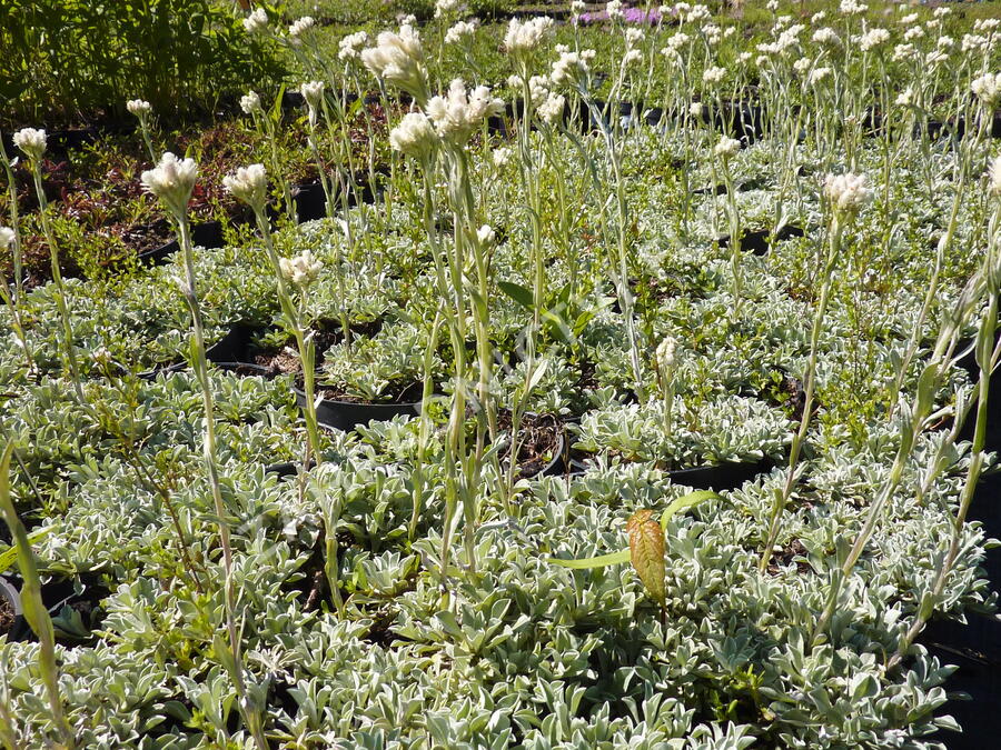 Kociánek dvoudomý - Antennaria dioica borealis