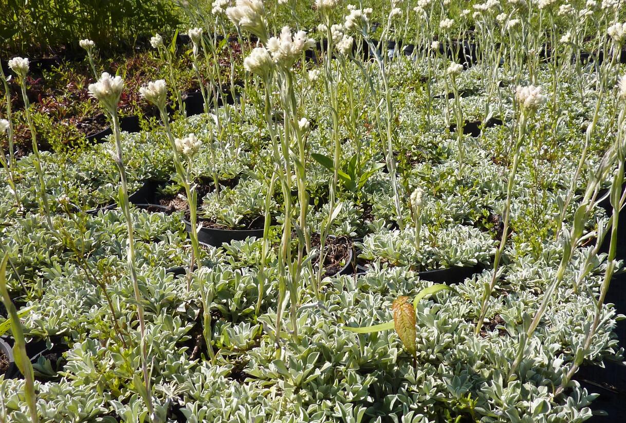 Kociánek dvoudomý - Antennaria dioica borealis