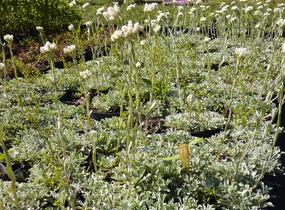 Kociánek dvoudomý - Antennaria dioica borealis