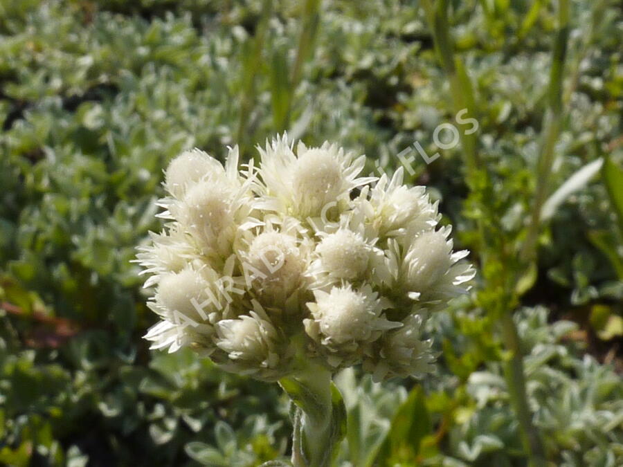 Kociánek dvoudomý - Antennaria dioica borealis
