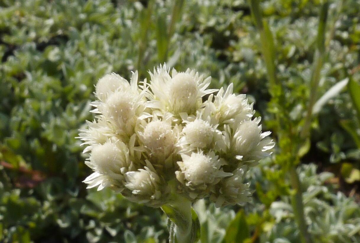 Kociánek dvoudomý - Antennaria dioica borealis