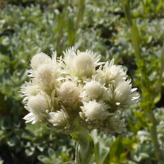 Kociánek dvoudomý - Antennaria dioica borealis