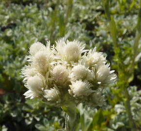 Kociánek dvoudomý - Antennaria dioica borealis