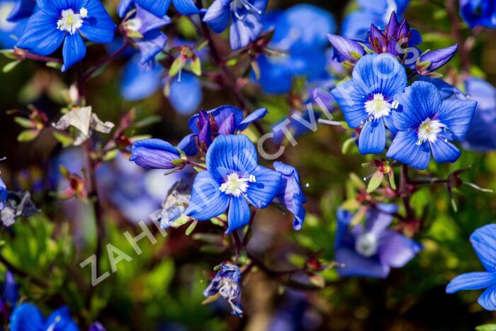 Rozrazil arménský - Veronica armena