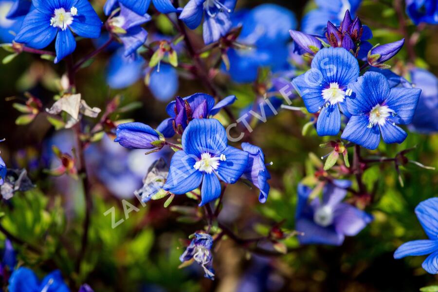 Rozrazil arménský - Veronica armena