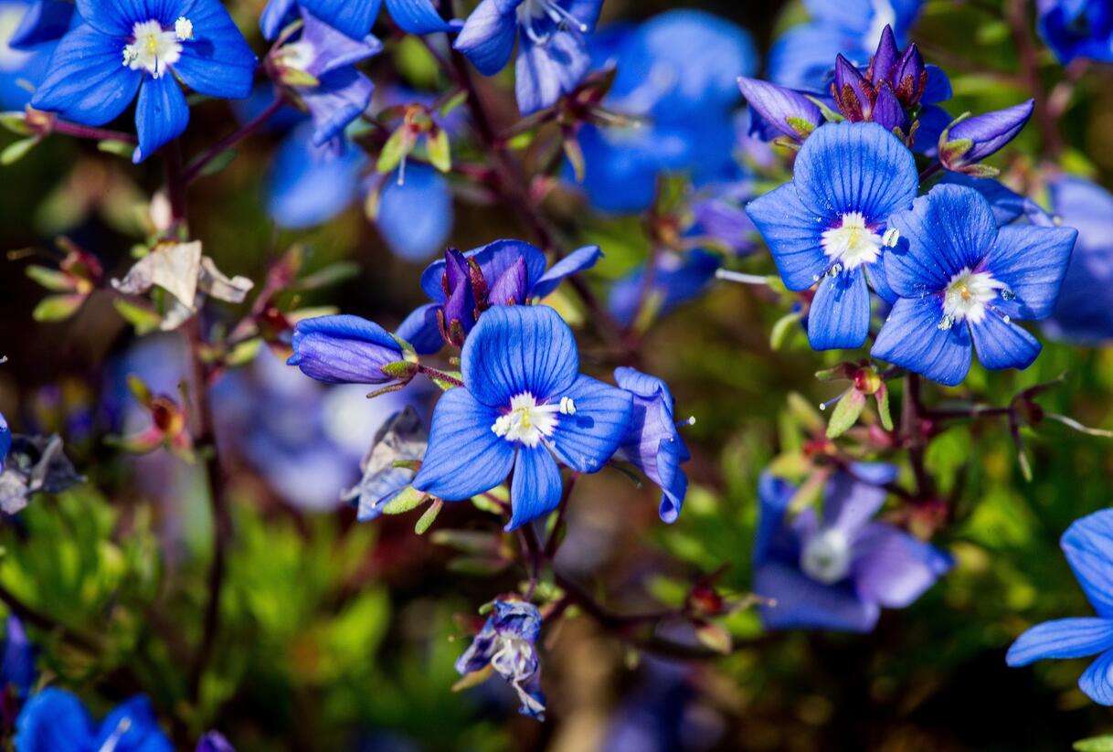 Rozrazil arménský - Veronica armena