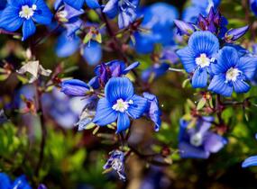 Rozrazil arménský - Veronica armena