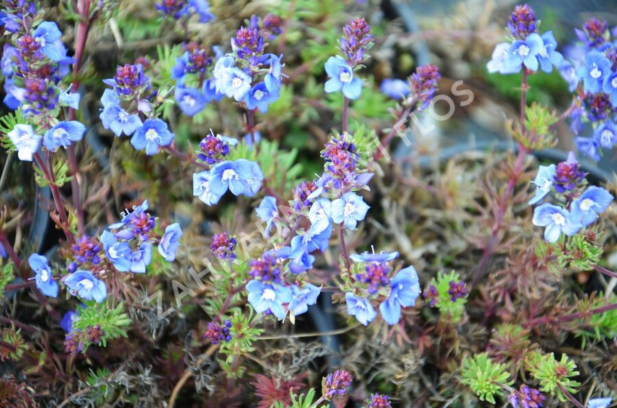 Rozrazil arménský - Veronica armena