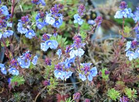 Rozrazil arménský - Veronica armena