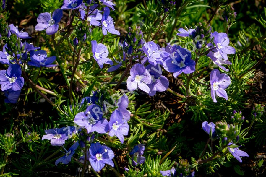 Rozrazil arménský - Veronica armena