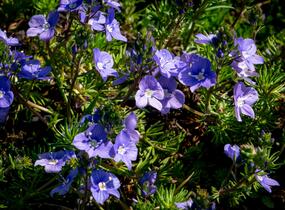 Rozrazil arménský - Veronica armena