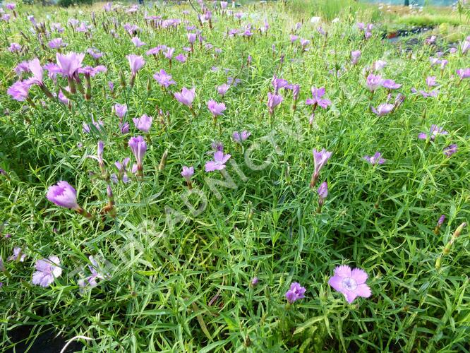 Hvozdík sibiřský - Dianthus amurensis