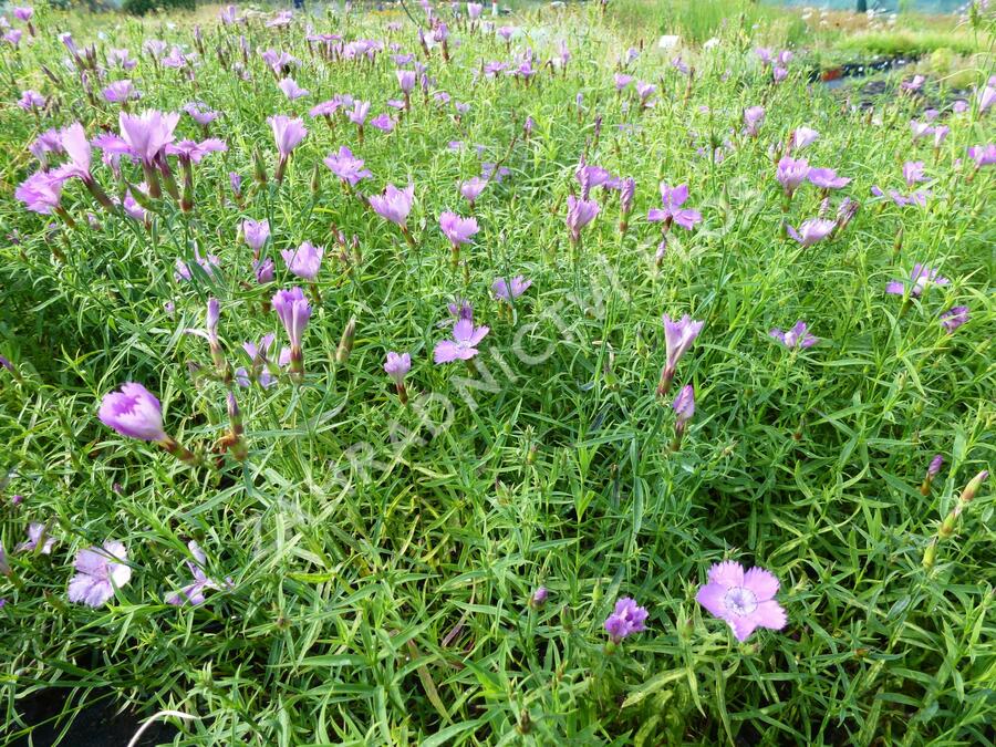 Hvozdík sibiřský - Dianthus amurensis