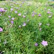 Hvozdík sibiřský - Dianthus amurensis