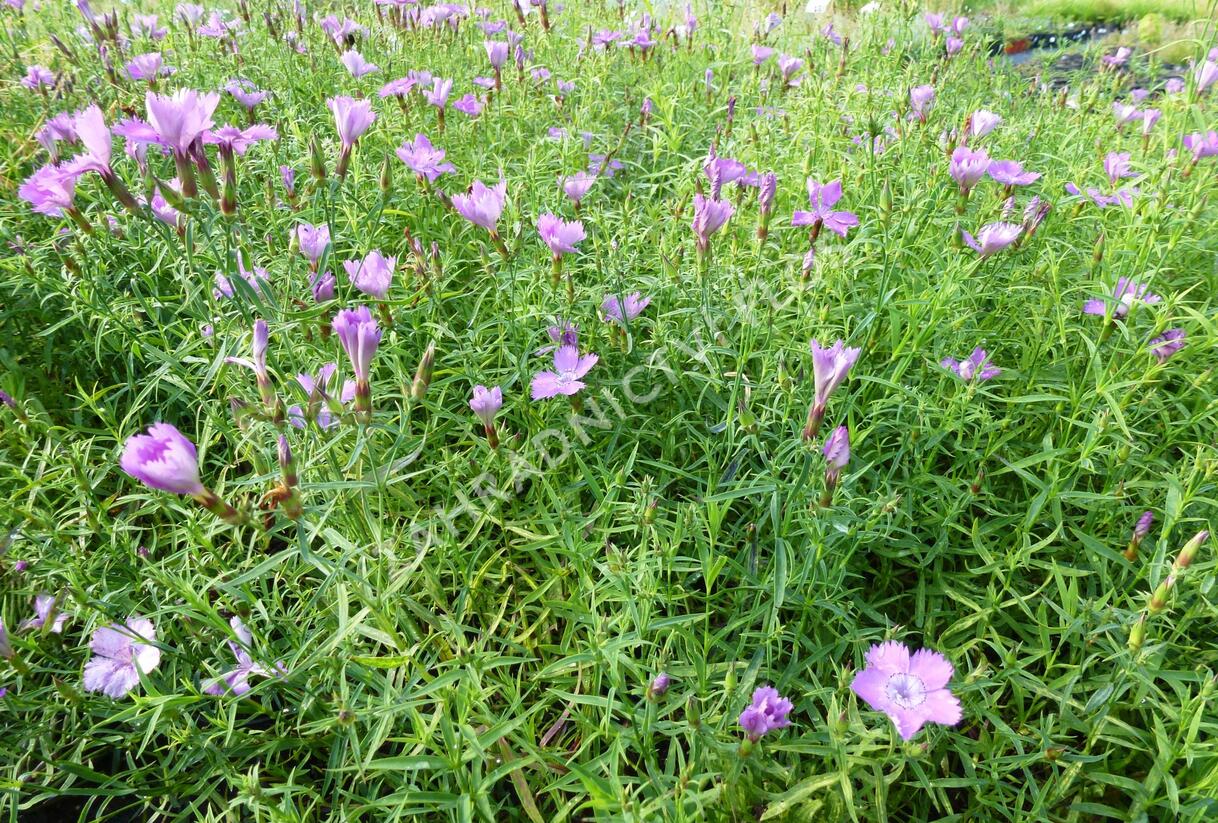 Hvozdík sibiřský - Dianthus amurensis