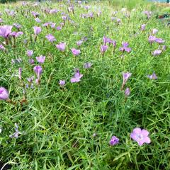 Hvozdík sibiřský - Dianthus amurensis