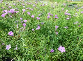 Hvozdík sibiřský - Dianthus amurensis